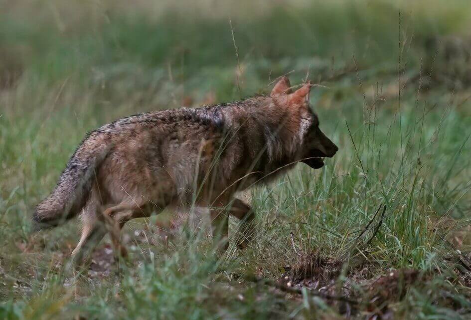 Vragen over de wolf