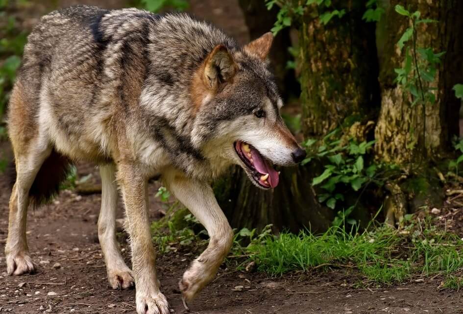 Kamervragen over de wolf