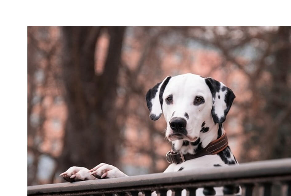 SGP voorstel hondenpension Overberg krijgt unanieme steun