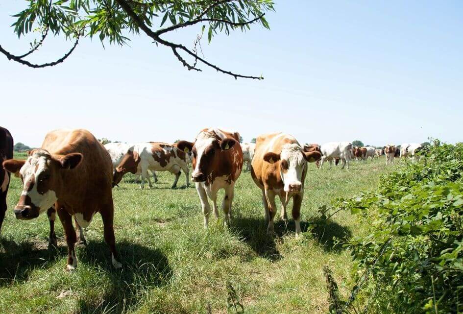 SGP organiseert stikstofbijeenkomsten