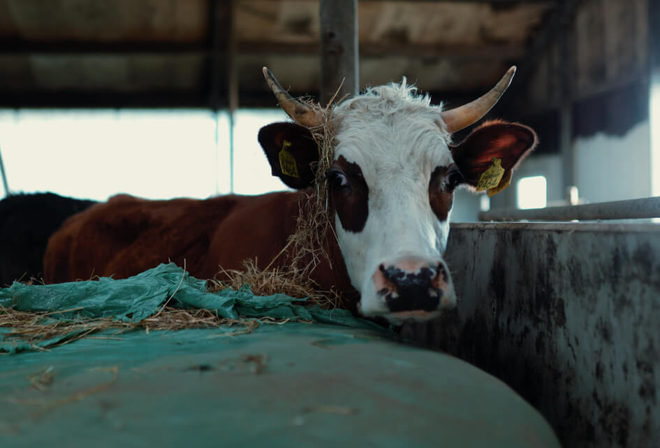 SGP bezorgd over toekomst landbouw in Zuid-Holland