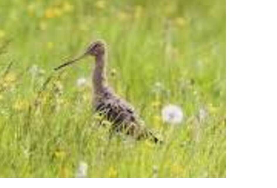 SGP neemt voortouw: Molenlanden vraagt provincie Zuid-Holland om ruimte voor maatwerk!