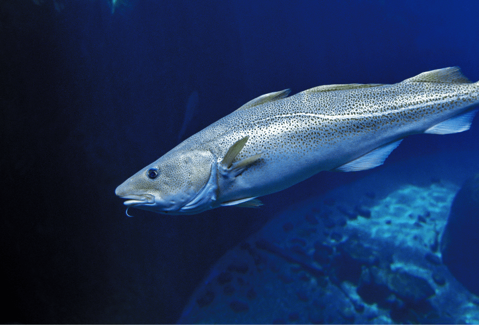 SGP wil gelijke mededingingsruimte voor visserijsector