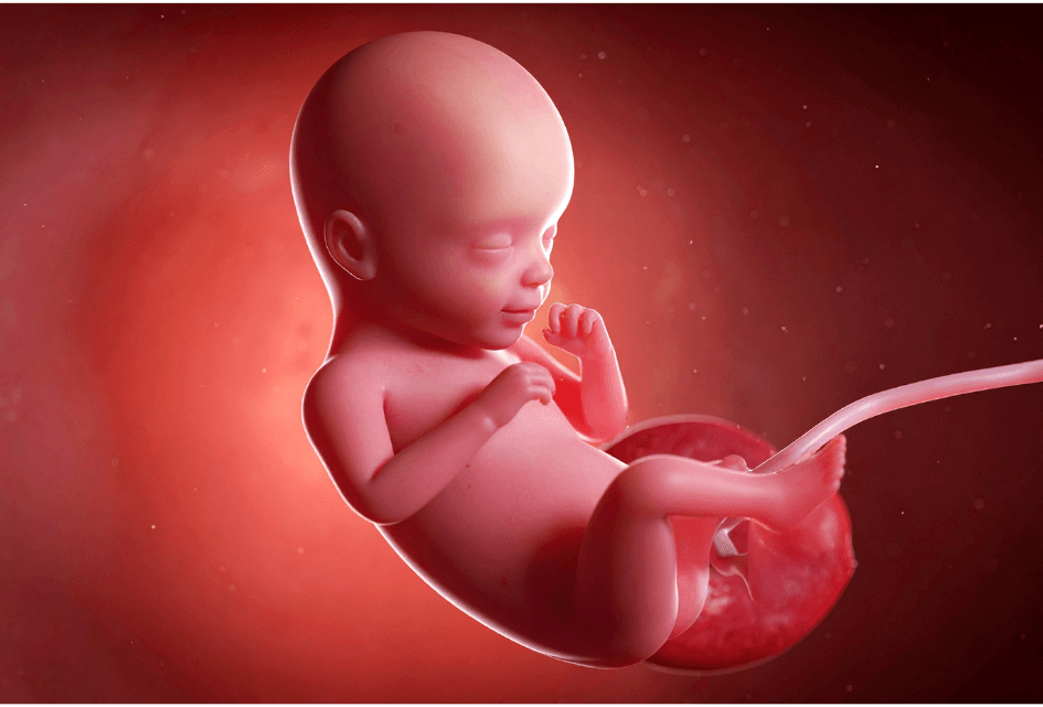 SGP wil opheldering over 'leger' pro-abortuslobbyisten in Brussel