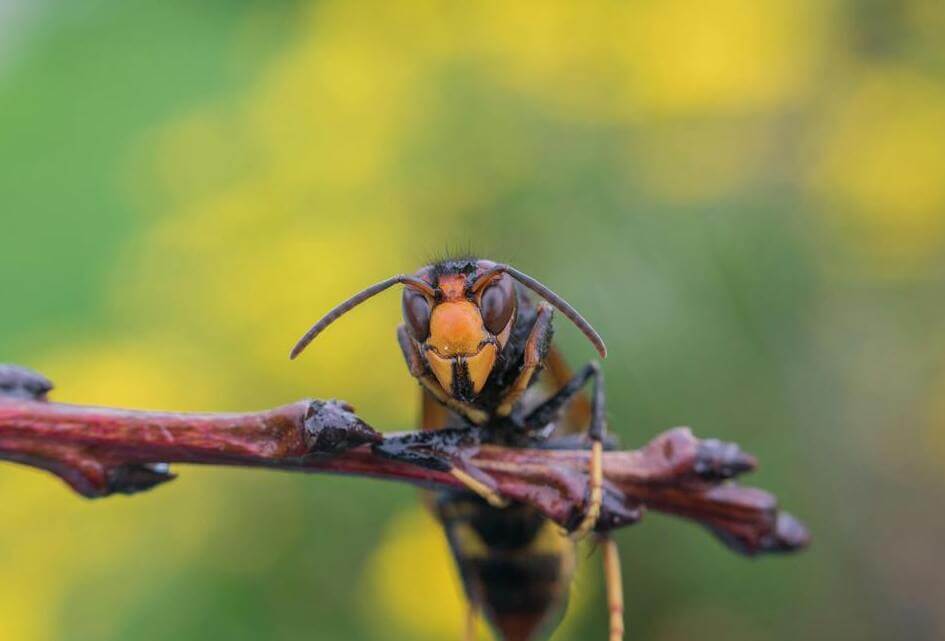 SGP stelt vragen over bestrijding Aziatische Hoornaar