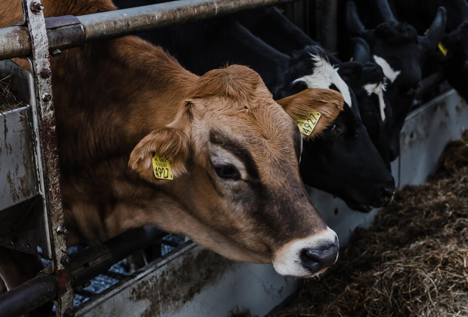 Uitnodiging | In gesprek over het stikstofbeleid in Gelderland