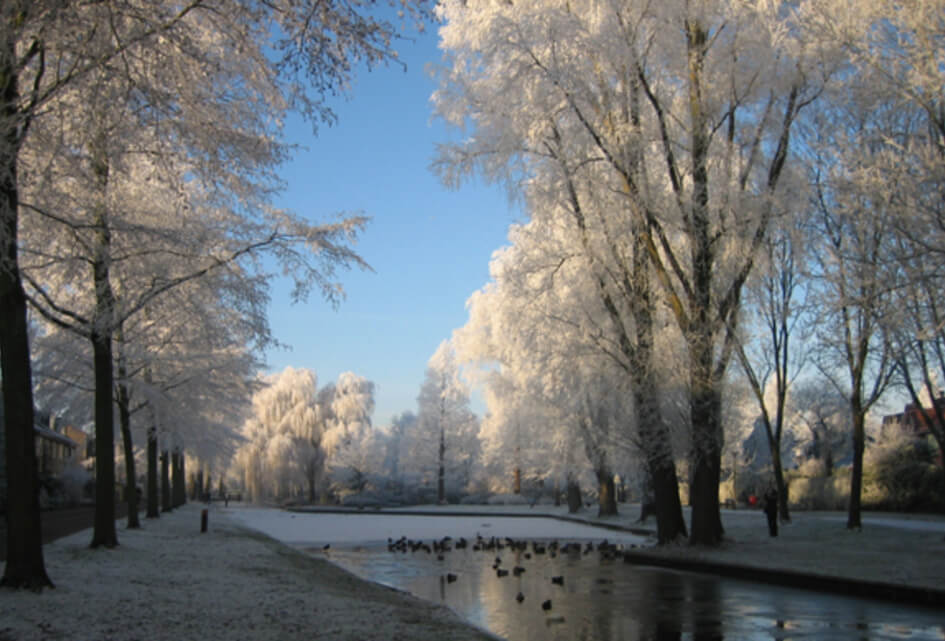 SGP pleit voor geboortebomen
