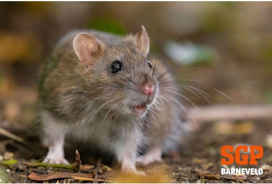 Schriftelijke vragen | Bestrijden rattenoverlast