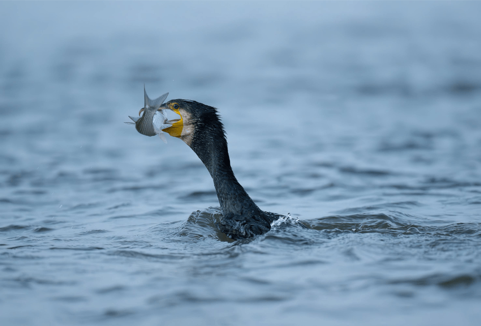 SGP: Nu tijd om de aalscholver te beheren