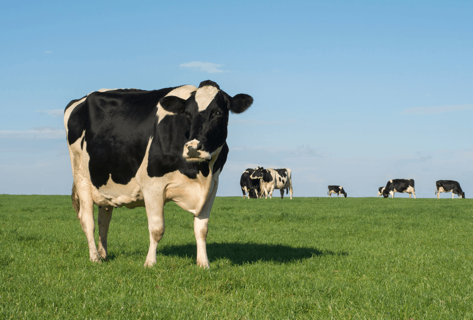 Geef de (melk)veehouderij de waardering die het verdient!