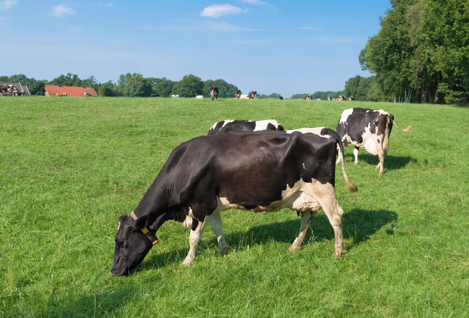 SGP: Geef jonge boeren de ruimte!