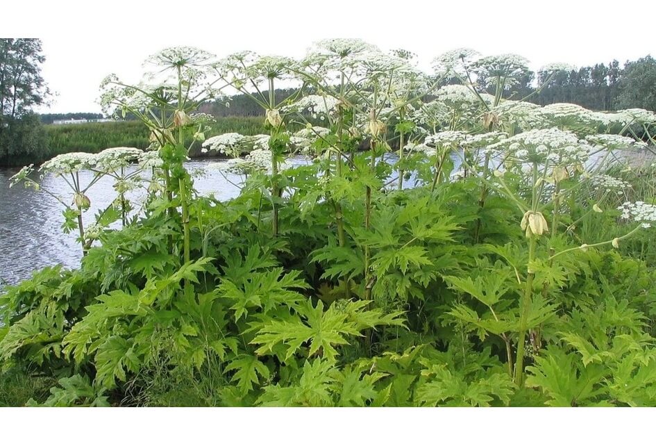 Invasieve planten in Veenendaal: SGP stelt raadsvragen