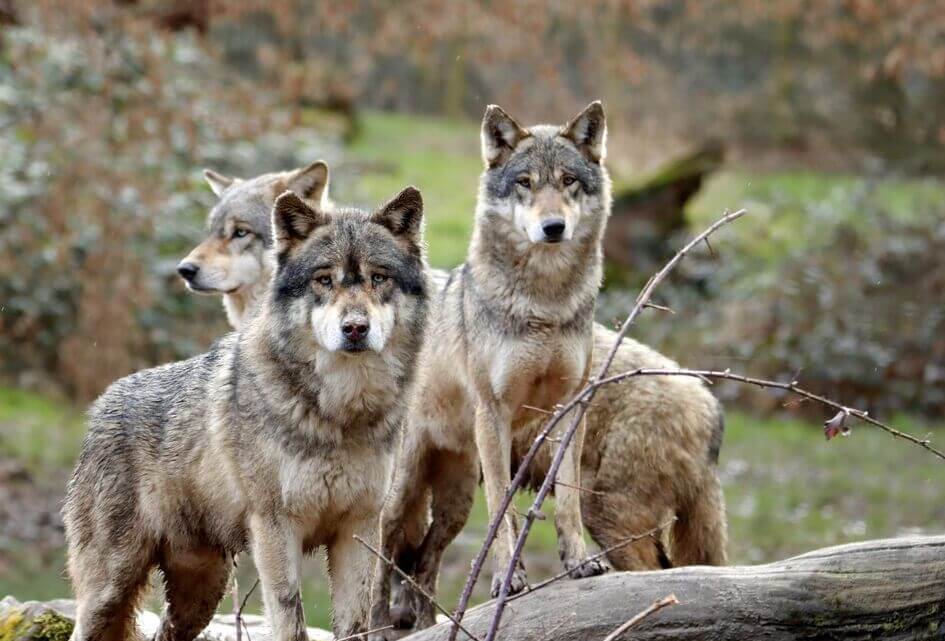 Hoog tijd voor krachtig wolvenbeheer
