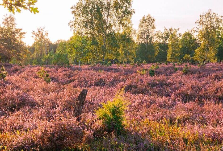 Natuurherstel zonder maakbaarheidsideologie