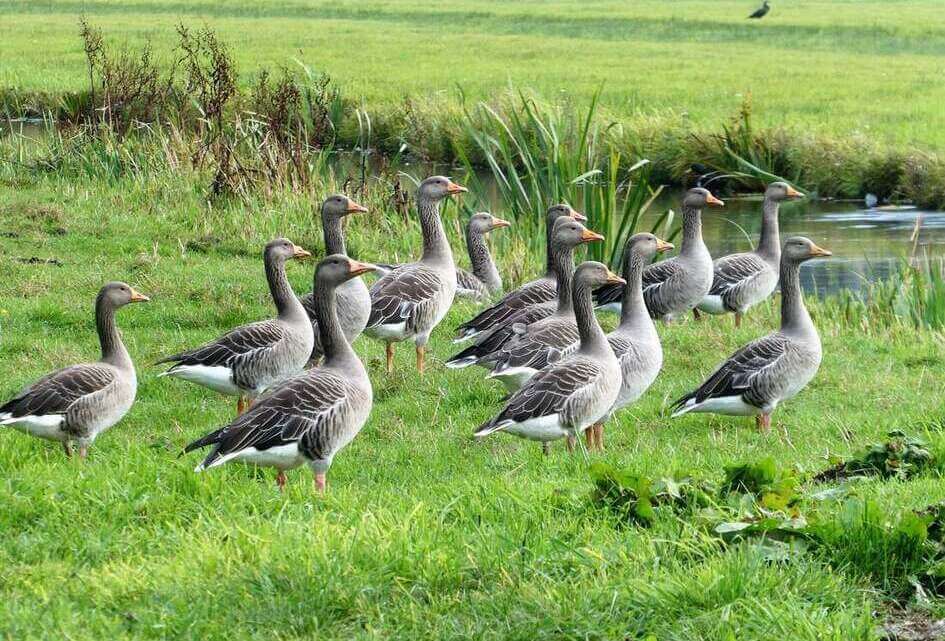 We hebben de situatie in Natura 2000-gebieden niet eens goed in beeld...