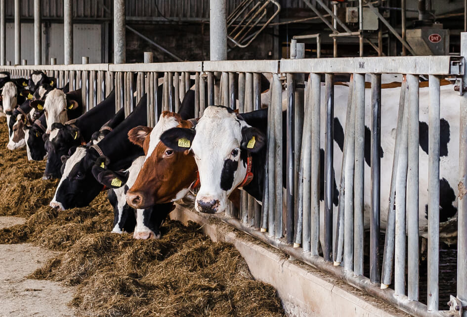 SGP Gelderland wil werkbaar beleid dat eerlijk verdeeld wordt en perspectief biedt