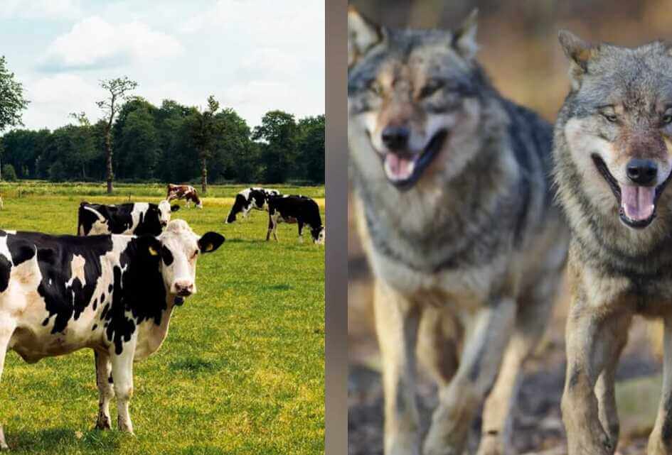 Raad steunt motie voor boeren en overlegt over actief wolvenbeleid