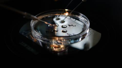 Hartgrondig nee tegen embryokweek