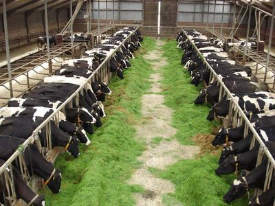 SGP tegen fosfaatrechtenplan