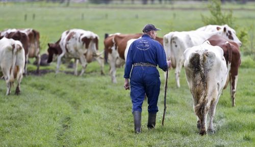 Van Dam onteigent veeboeren.