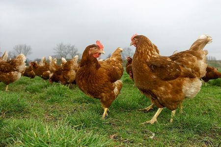 Fosfaatwet van Dam slechtste ooit