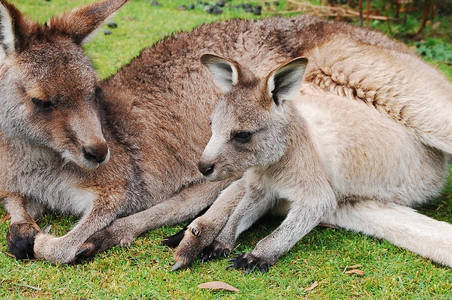 SGP wil kinderboerderij Malkenschoten helpen