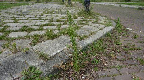 Vragen over onkruidbestrijding