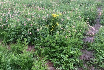 Broodje distel