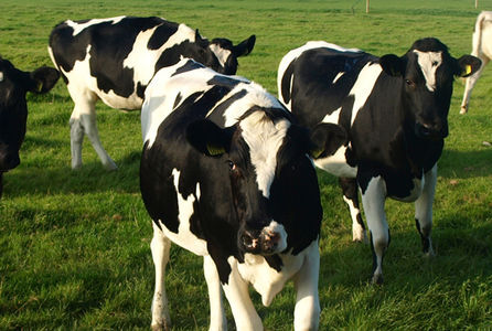 Amendement Plussenbeleid Provincie Gelderland aangenomen