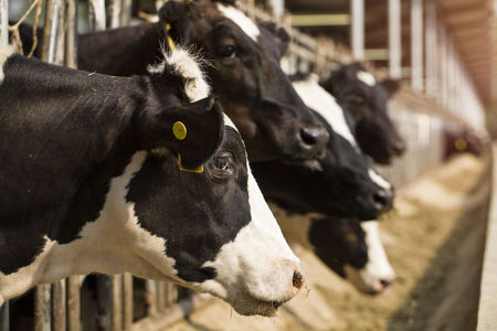 SGP: totaalpakket voor melkveehouderij