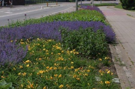Bezuinigen op onderhoud openbaar groen?