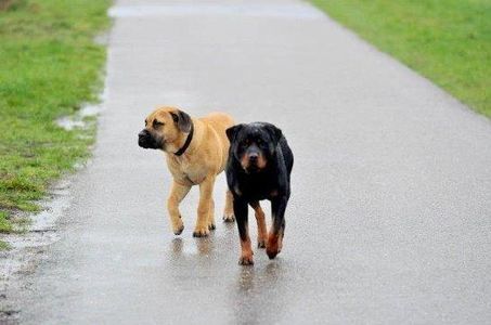 Loslopende honden op de glooiing