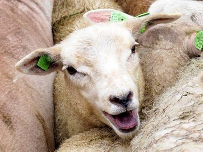 Veel geschreeuw, weinig wol