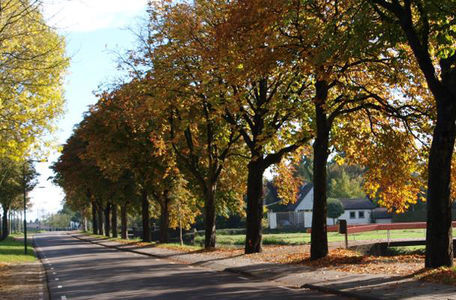 Evaluatie bomenbeleidsplan