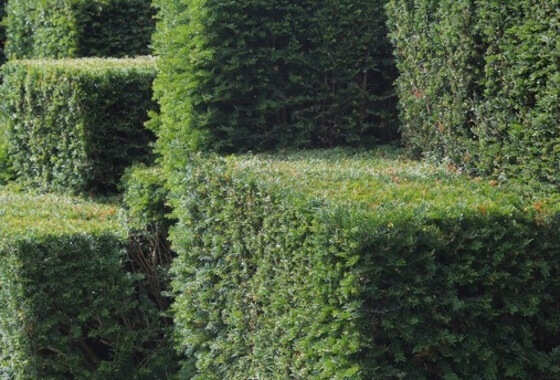 Kwestie tuintjes van Berckenrodelaan e.o. blijft de gemoederen bezig houden