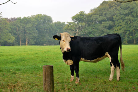 SGP: 'Betrek boeren bij regels agrarische sector'