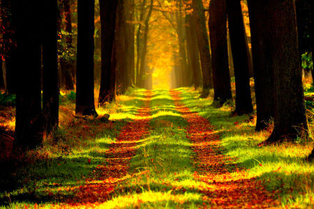 Vaststelling Natuurparagraaf in de Omgevingsverordening Gelderland