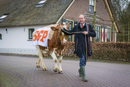 De SGP-koe naar buiten