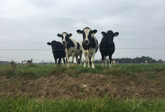 Ruissen: landbouw-akkoord ambitieus en werkbaar