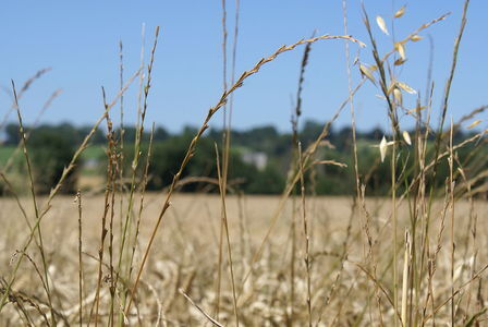 EP steunt voorstellen Belder voor jonge boeren en akkerbouwers