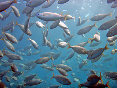 Motie behoud pulsvisserij