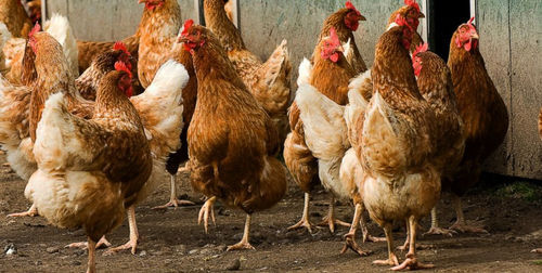 Bijeenkomst fipronil: hoe helpen we de pluimveesector?