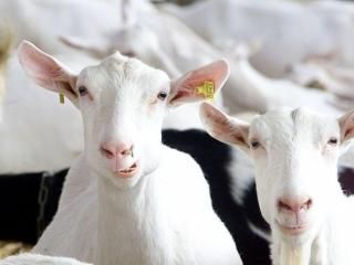 SGP blij met stemming geitenhouderij