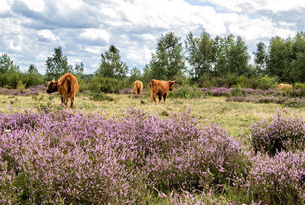 Behoud flora en fauna