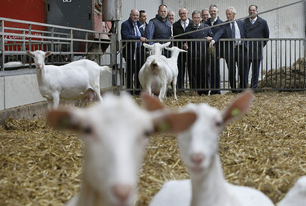 Verloop van het debat over de geitenhouderij