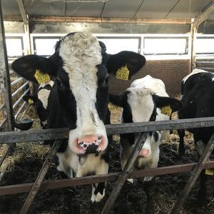 SGP bezoekt zorg -kinderboerderij de Veldmuis in Eemdijk