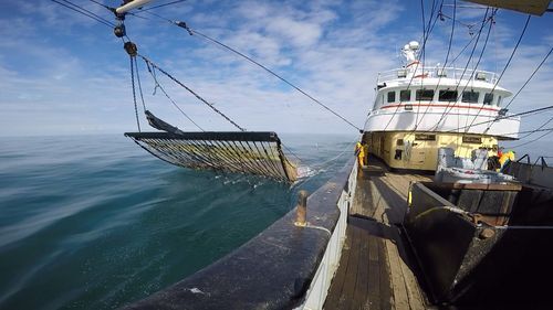 Verbod pulsvisserij, hoe nu verder? (Column)
