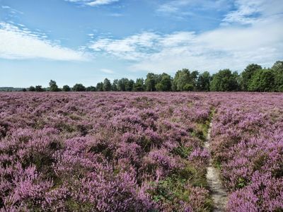 Vlog 4: Gerard Mulder over Paarse Heide