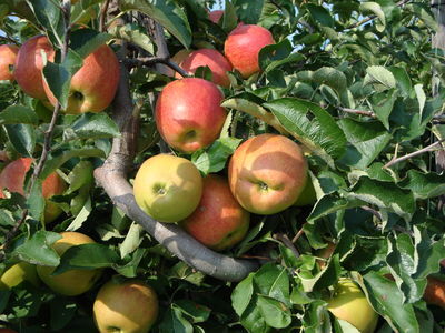 SGP stelt schriftelijke vragen over huisvesting arbeidsmigranten