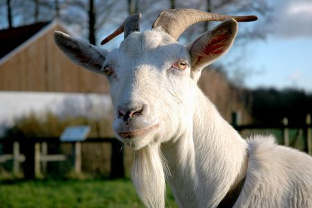 GGD-rapport Geitenhouderij en gezondheid